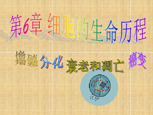 高中生物第6章细胞的生命历程课件