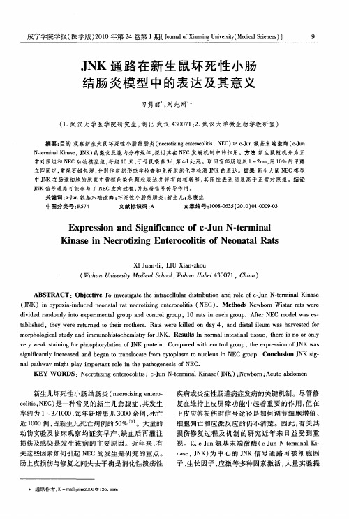 JNK通路在新生鼠坏死性小肠结肠炎模型中的表达及其意义