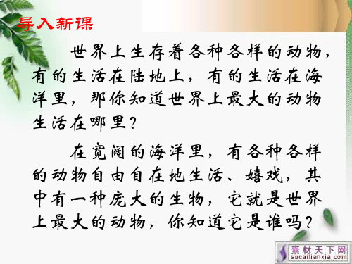 五年级上册《鲸》ppt课件(完整版)
