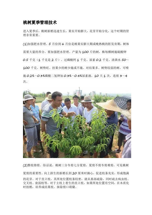 桃树夏季管理技术