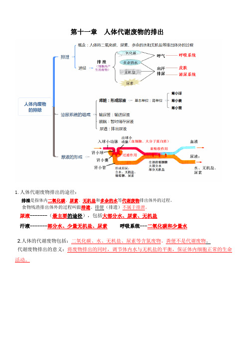 北师大版七年级生物下册第4单元第11章人体代谢废物的排出  复习提纲