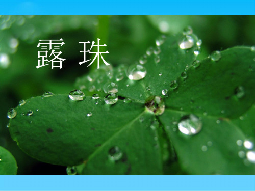 教科版小学语文一年级下册快乐读书屋四  露珠