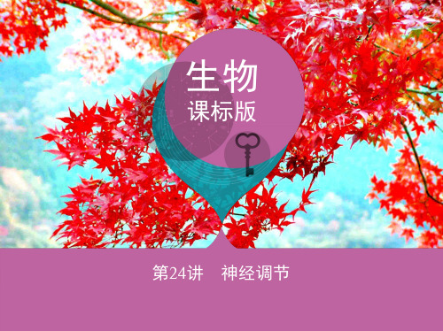 高考生物一轮复习 稳态与环境 第8单元 生命活动的调节 第24讲 神经调节课件(必修3)