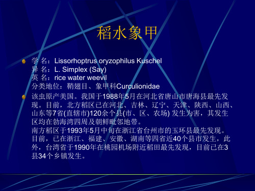 稻水象甲