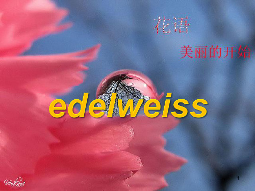 花语及各种花朵英文介绍ppt课件