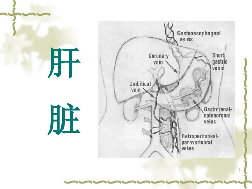 肝胆诊断ppt课件