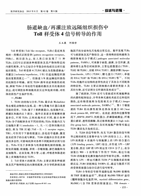 肠道缺血／再灌注致远隔组织损伤中Toll样受体4信号转导的作用