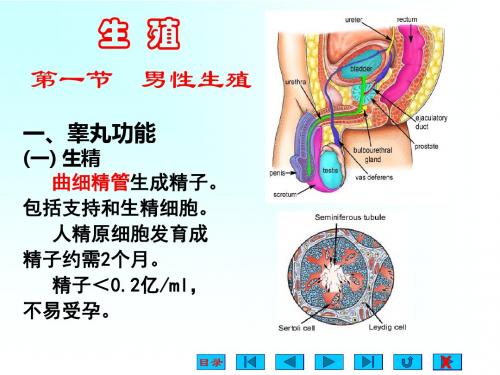 生理学  生殖2016(共20张PPT)