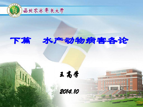 水产病害学第七章病毒性疾病(讲稿)