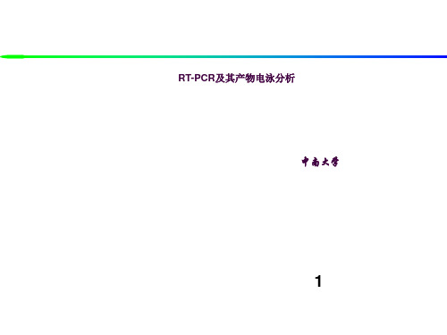 RT-PCR及其产物电泳分析ppt课件