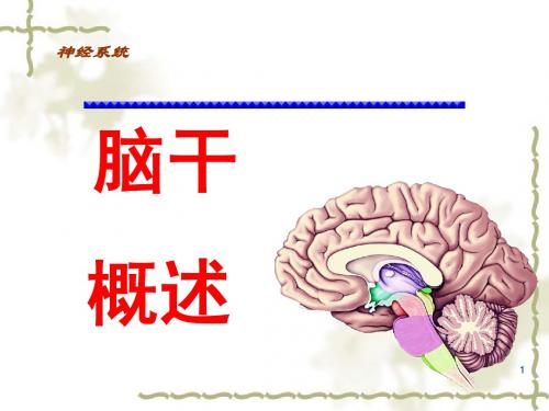 脑干概述