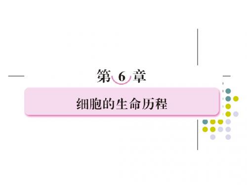 必修一第六章  细胞的生命历程
