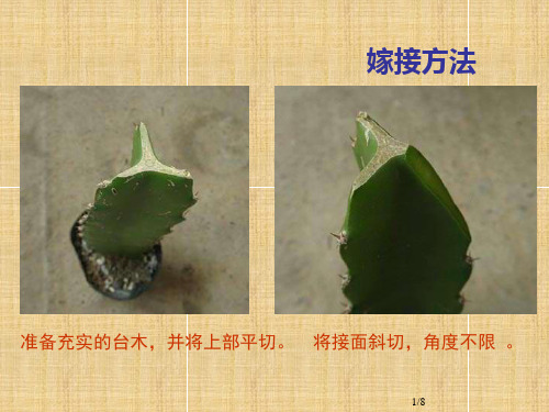 仙人掌嫁接操作步骤组图