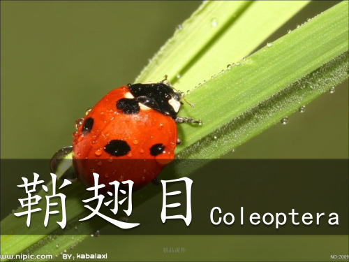 普通昆虫学鞘翅目ppt课件