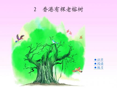 02 香港有棵老榕树