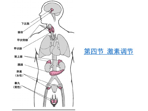 4激素调节-人教版七年级生物下册优质课件(共20张PPT)