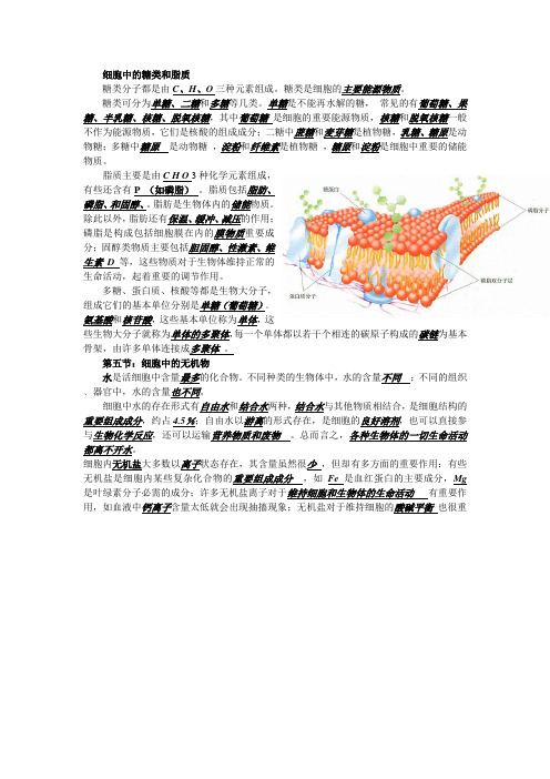 细胞中的糖类和脂质