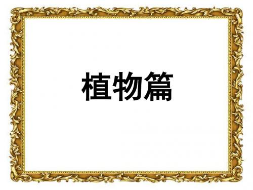 神奇的大自然ppt 共88页