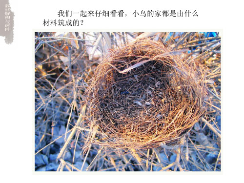 13小鸟的家课件_2