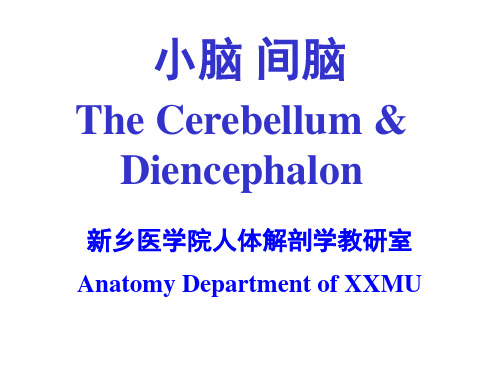 新乡医学院人体解剖学教研室(1).ppt