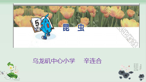 三年级下册科学课件PPT：昆虫 冀人版
