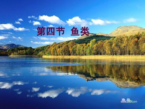 新人教版八年级生物上册第一章第四节_鱼_(上课用)