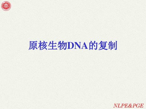 【北大课件】原核生物DNA的复制总结