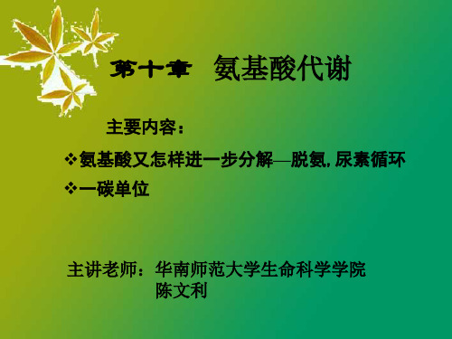 氨基酸又怎样进一步分解—脱氨,尿素循环一碳单位.