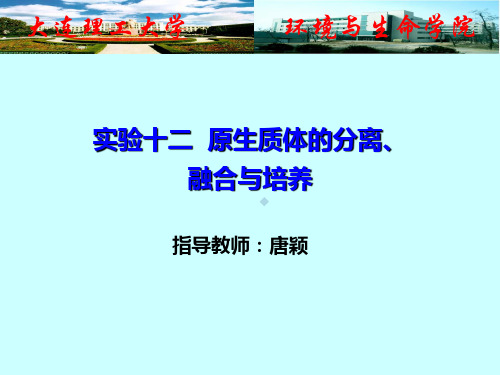 原生质体的分离、融合与培养