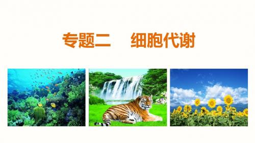 【步步高】2015高考(江苏)生物大二轮课件：专题二第2讲 光合作用与细胞呼吸