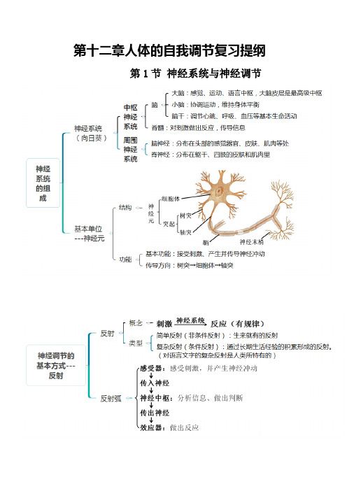 北师大版七年级生物下册第4单元第12章人体的自我调节   知识提纲