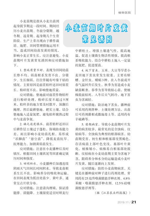 小麦苗期叶片发黄常见诱因