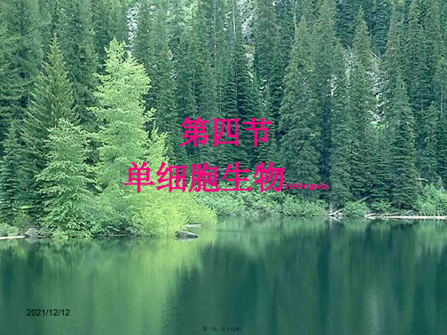 七年级生物上册 第2单元 第2章 第4节 单细胞生物课件