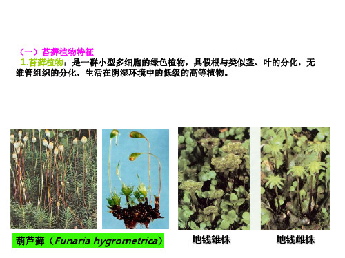 苔藓植物(Bryophyta)
