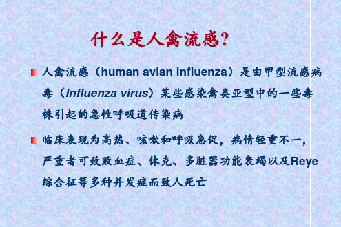 人禽流感PPT课件
