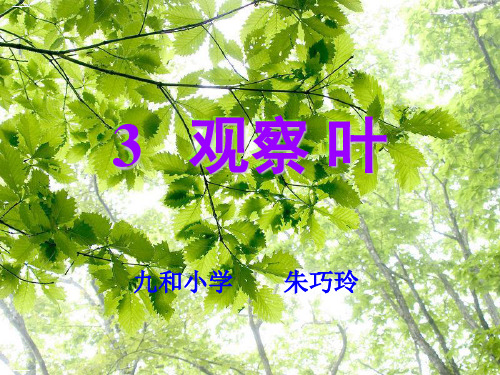 一年级上册科学课件-《3.观察叶》(教科版)14