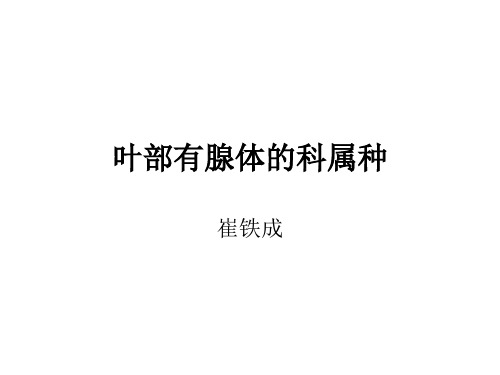 c.叶部有腺体的科属