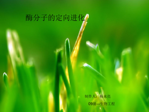 酶的定向进化