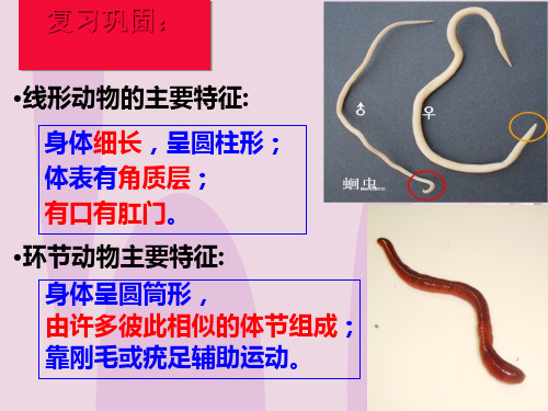 人教版八年级上册1.3：软体动物 课件(21张ppt)