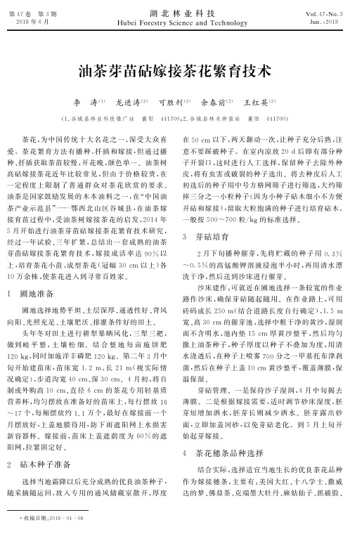 油茶芽苗砧嫁接茶花繁育技术