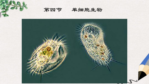 新人教版七年级生物上册第二单元第二章第四节单细胞生物课件
