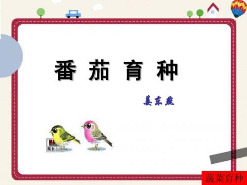 番茄育种2
