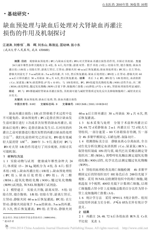 缺血预处理与缺血后处理对犬肾缺血再灌注损伤的作用及机制探讨