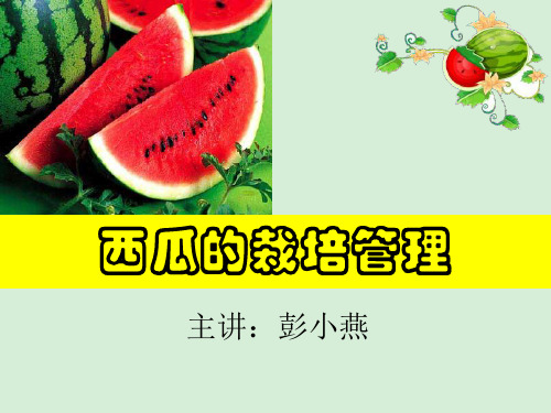 西瓜的肥水管理