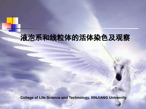 液泡系和线粒体的活体染色及观察