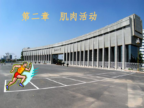 肌肉的特性