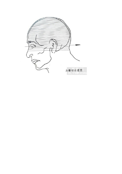 头(颅脑)横断位标本解剖