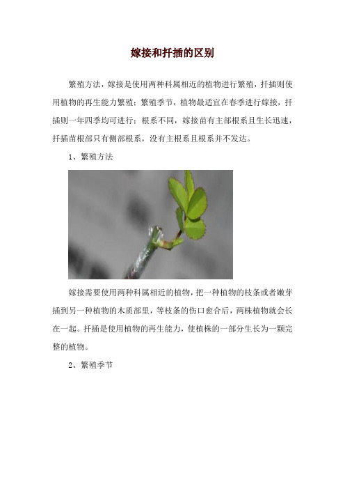 嫁接和扦插的区别