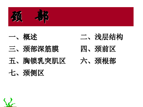 局部解剖学：颈   部