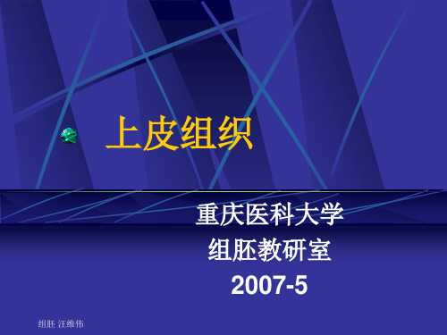 上皮组织图片